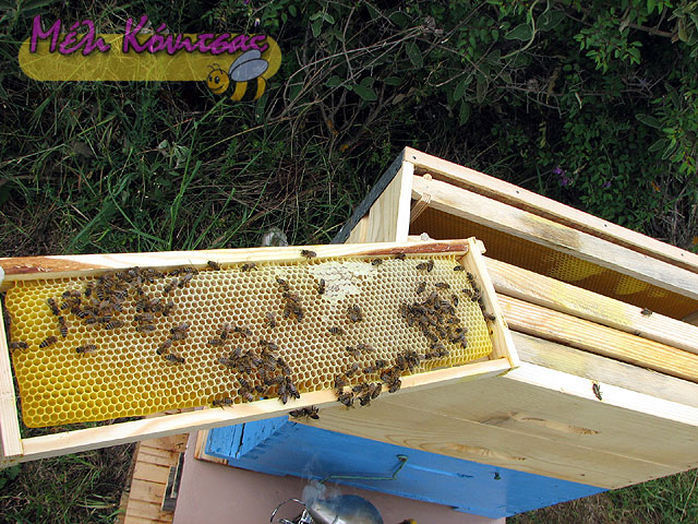five-frame-beekeeping-14