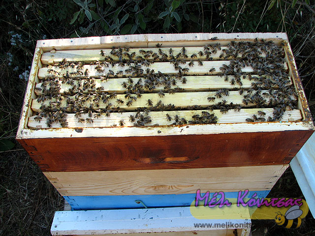 five-frame-beekeeping-8
